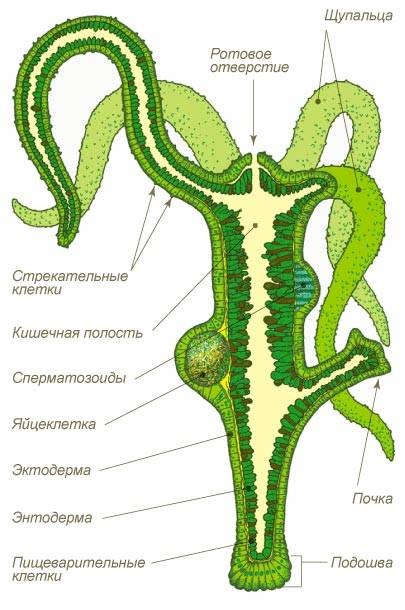 Кракен зарегистрироваться